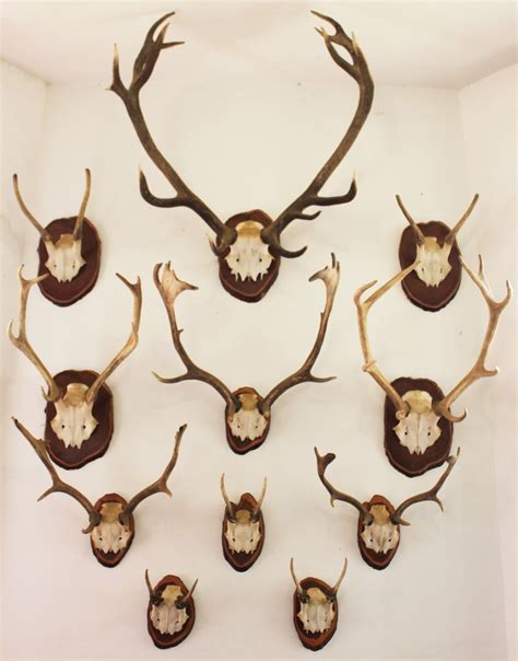 white wall mounted antlers